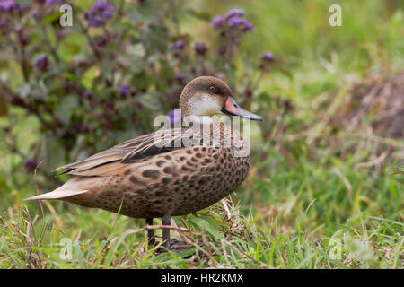 Bianco-cheeked pintail (Anas bahamensis), Highlands, Santa Cruz, Isole Galapagos, Ecuador Foto Stock