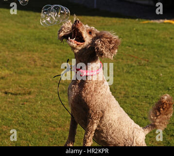 Gatti avventurate fuori ed esplorare Foto Stock