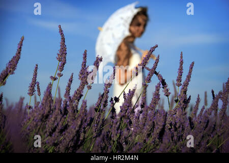 Una ragazza con un ombrello bianco camminare tra i fiori di lavanda in Provenza, Francia. Foto Stock