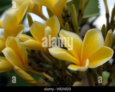 Fiori di frangipani (plumeria) di bianco-giallo colore, che cresce su un albero. Bali, Indonesia Foto Stock