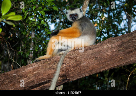 Lemur Diademed Sifaka, Diademed simpona, il Propithecus diadema, - Andasibe Mantadia NP, Madagascar, da Monika Hrdinova/Dembinsky Foto Assoc Foto Stock