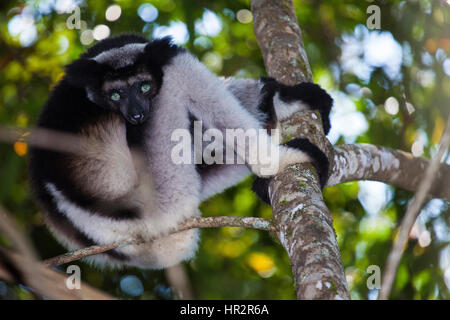 Lemure, Indri Indri Indri Indri, Babakoto, Andasibe - Parco Nazionale di Mantadia, Madagascar, da Monika Hrdinova/Dembinsky Foto Assoc Foto Stock