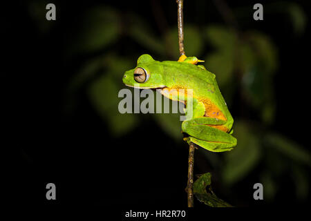 Wallace's Flying Frog, Paracadute rana,Rhacophorus nigropalmatus, Danum Valley, Sabah Borneo, Malaysia, da Monika Hrdinova/Dembinsky Foto Assoc Foto Stock