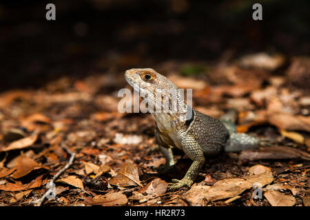 Cuvier il Madagascar Swift, Oplurus cuvieri, riserva Palmarium, Est del Madagascar, da Monika Hrdinova/Dembinsky Foto Assoc Foto Stock