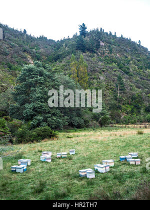 Alveari in apiario, la raccolta di miele di Manuka arbusto dalle terre foresta rigenerante sulle ripide colline, cancellata per rendere le aziende agricole di erba, ritornando alla foresta Foto Stock