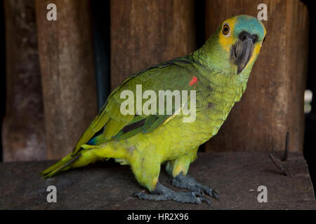 Gli Indiani Nativi in Amazone, brasile Foto Stock