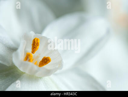 Paperwhite fioritura. Foto Stock