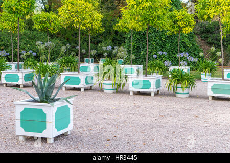 Gli alberi di agrumi, agavi e gigli blu nell'Orangerie Foto Stock
