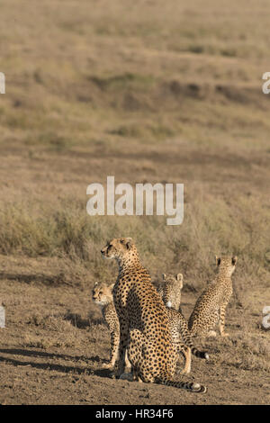 Cheetah madre e quattro cubs a piedi Foto Stock