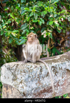 Monkey a Angkor Wat in Cambogia Foto Stock