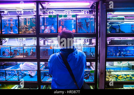 Uomo del posto che guarda i pesci tropicali in un negozio di animali in via Tung Choi, Mong Kok, Kowloon Foto Stock