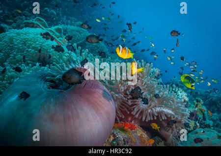Coral reef anemone scena in Sudan. stupendo anemoni di mare con mare rosso anemonefish. secca di pesce in background. SUDAN Foto Stock