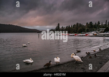 Bowness Bay, Windere, Cumbria, Regno Unito. 26 Febbraio, 2017. Tramonto sul lago di Windermere livelli di acqua può essere visto abbastanza alta agaiinst la linea del litorale come cigni residente di oche e anatre sedimentare per la sera dopo il rabages di tempesta Doris e pesante di credito rainfal: David Billinge/Alamy Live News Foto Stock