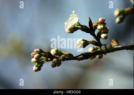 Yichang, Yichang, Cina. 24 Febbraio, 2017. Yichang, CINA-Febbraio 24 2017: (solo uso editoriale. Cina OUT) .Cherry Blossoms bloom a Yichang, centrale cinese della provincia di Hubei, Febbraio 24th, 2017. Credito: SIPA Asia/ZUMA filo/Alamy Live News Foto Stock