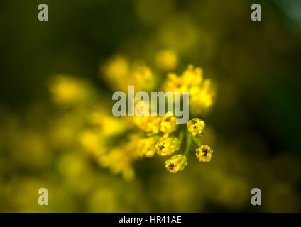 Fiori gialli in fiore Foto Stock