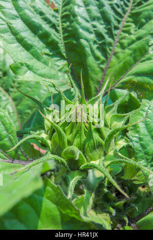 Germoglio di fiore di una pianta di girasole. Foto Stock