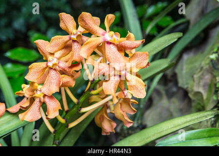 Orchid Renantanda Keating, chiamato dopo che l ex primo ministro australiano Paul Keating. Croce ibrido Renanthera Jessie Loke x Siti Zain. Foto Stock