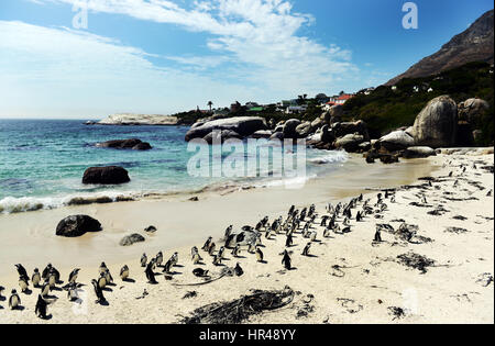 I Penguins africani godendo il sole sulla Spiaggia Boulders, Western Cape, Sud Africa. Foto Stock