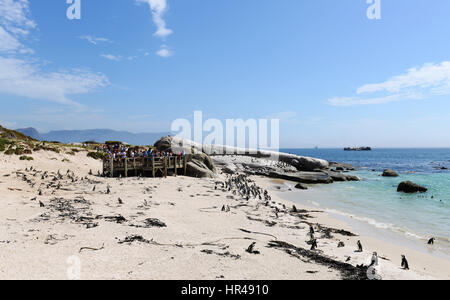 Un gruppo di turisti godendo la visione di una colonia di pinguini a Boulders Beach, Western Cape, Sud Africa. Foto Stock