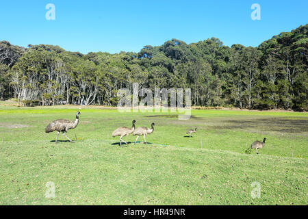 Papà emu (Dromaius novaehollandiae) con quattro giovani in una radura, Punto di patate, Nuovo Galles del Sud, NSW, Australia Foto Stock