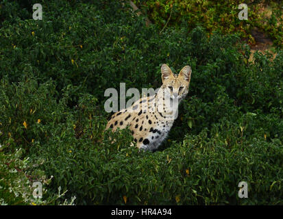 Un bellissimo Serval cat in Sud Africa. Foto Stock