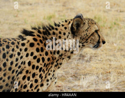 Un bel maschio cheetah con un cappotto coperto scuro con macchie nere. Foto Stock