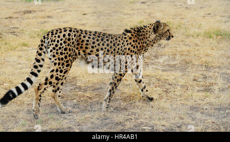 Un bel maschio cheetah con un cappotto coperto scuro con macchie nere. Foto Stock