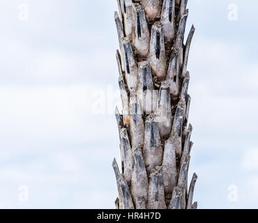 Dettaglio di un albero di palma in St Bart Foto Stock