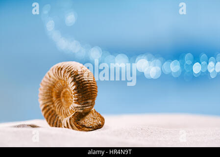 Ammonita nautilus shell sulla sabbia bianca e blu seascape sfondo Foto Stock