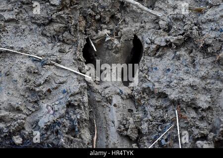 Tracce di cervi nel fango Foto Stock