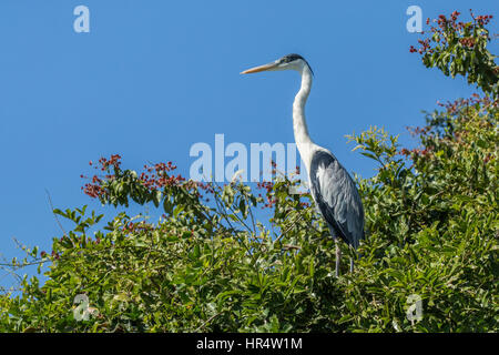 Airone Cocoi appollaiato in un albero del Pantanal Regione del Brasile, Sud America Foto Stock