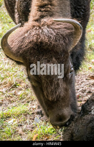 Femmina di bisonti americani nuzzling un altro bison a Northwest Trek Wildlife Park nei pressi di Eatonville, Washington, Stati Uniti d'America Foto Stock