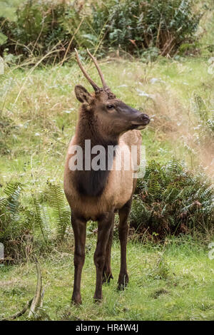 Young American Elk buck a Northwest Trek Wildlife Park nei pressi di Eatonville, Washington, Stati Uniti d'America Foto Stock