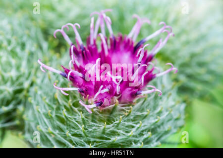 Fiore di bardana erba medicinale Close-Up Foto Stock