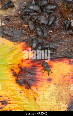 Agave muso curculione, Scyphophorus acupunctatus beetle, coleotteri, sulla pianta di Agave, Andalusia, Spagna Foto Stock