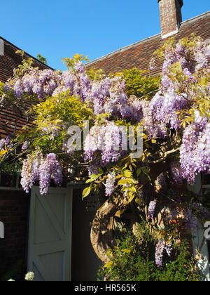 Wisteria sinensis a Chenies Manor giardino, Buckinghamshire. Bella viola pallido e fiori malva, drappeggi dal giardino camera. Ritratto aspetto. Foto Stock