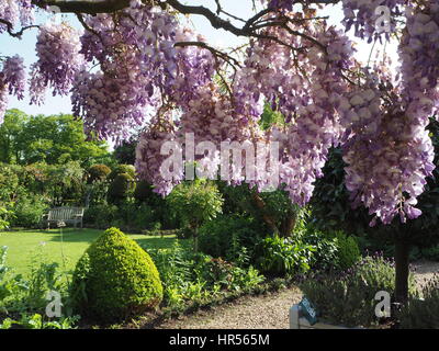 Wisteria sinensis a Chenies Manor giardino, Buckinghamshire. Bella viola pallido e fiori malva, drappeggi dal giardino camera. Vista del paesaggio. Foto Stock