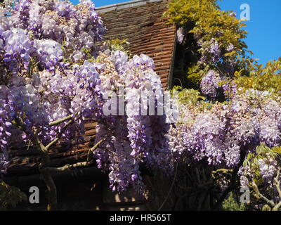 Wisteria sinensis a Chenies Manor giardino, Buckinghamshire. Bella viola pallido e fiori malva, drappeggi dal giardino camera. Vista del paesaggio. Foto Stock