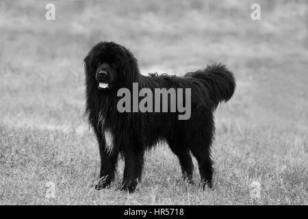 Big Black cane di Terranova in posa nel campo bianco e nero lo sfondo del cane Foto Stock