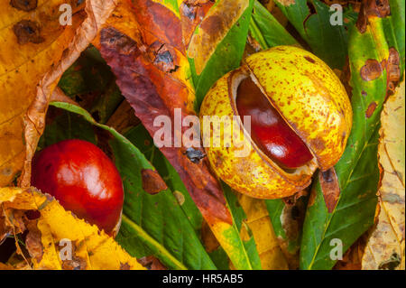 Ippocastano conkers in studio con castagne lasciare come sfondo. Foto Stock