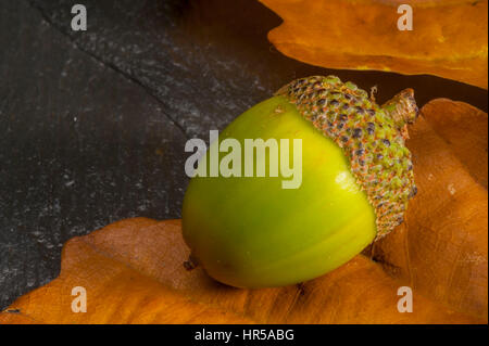 Acorn verde in studio con foglie come sfondo. Foto Stock