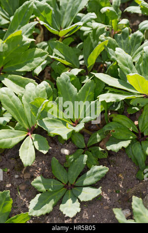 Christrose, Schneerose, Weihnachtsrose, Schwarze Nieswurz, Blatt, Blätter vor der Blüte, Helleborus niger rosa di natale, il Veratro nero, l'Hellébor Foto Stock