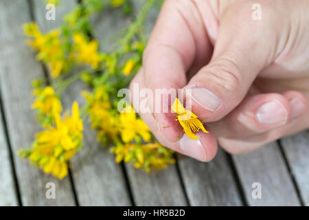 Tüpfel-Johanniskraut, Echtes Johanniskraut, Blüte wird zwischen Fingern zerrieben und färbt rot, roter Farbstoff, ipericina, "Johannisblut", Durchlöch Foto Stock