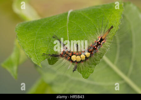 Schlehenspinner, Raupe, Schlehen-Spinner, Kleiner Bürstenspinner, Schlehen-Bürstenspinner, Orgyia antiqua, Orgyia recens, vaporer tarma, vapore comune Foto Stock