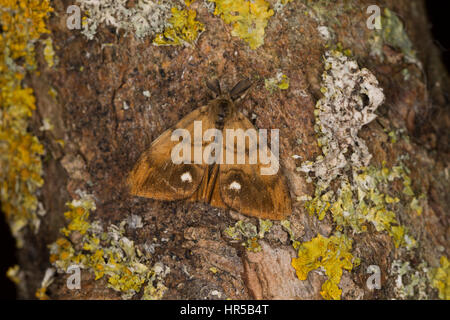 Schlehenspinner, Männchen, Schlehen-Spinner, Kleiner Bürstenspinner, Schlehen-Bürstenspinner, Orgyia antiqua, Orgyia recens, vaporer moth, comune vap Foto Stock