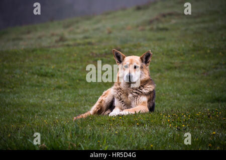 Pastore sull'erba verde Foto Stock