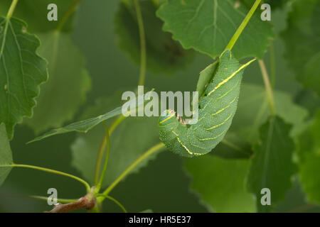 Pappelschwärmer, Raupe frisst un Zitterpappel, Pappel-Schwärmer, Laothoe populi Sphinx populi, pioppo Hawk-moth, pioppo Hawkmoth, Caterpillar, Le sph Foto Stock