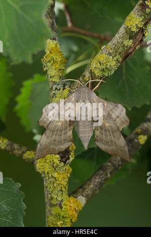 Pappelschwärmer, Pappel-Schwärmer, Laothoe populi Sphinx populi, pioppo Hawk-moth, pioppo Hawkmoth, Le Sphinx du peuplier, Schwärmer, Sphingidae, Haw Foto Stock