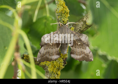 Pappelschwärmer, Pappel-Schwärmer, Laothoe populi Sphinx populi, pioppo Hawk-moth, pioppo Hawkmoth, Le Sphinx du peuplier, Schwärmer, Sphingidae, Haw Foto Stock