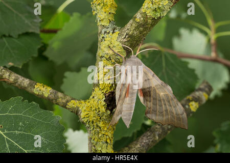 Pappelschwärmer, Pappel-Schwärmer, Laothoe populi Sphinx populi, pioppo Hawk-moth, pioppo Hawkmoth, Le Sphinx du peuplier, Schwärmer, Sphingidae, Haw Foto Stock